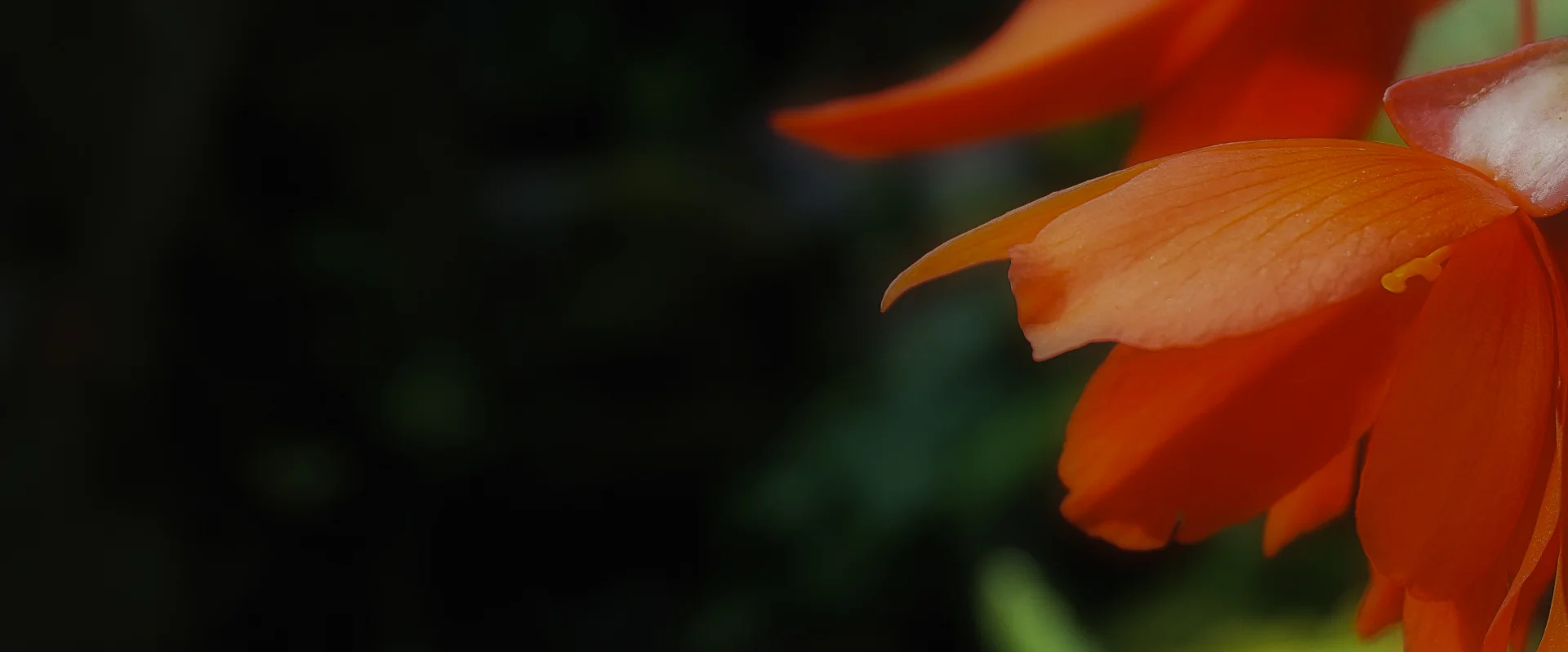 Fleur orangée